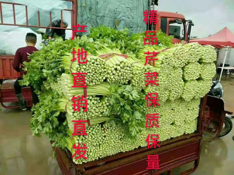 法国皇后芹菜50cm以上，产地直销直发