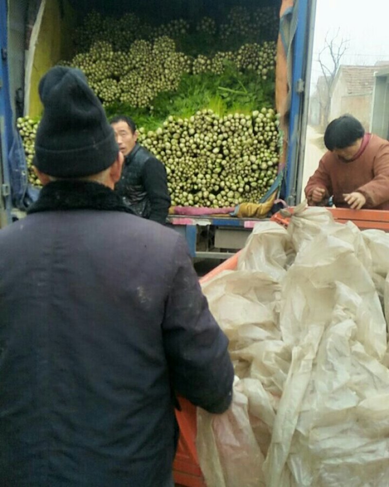 法国皇后芹菜50cm以上，产地直销直发