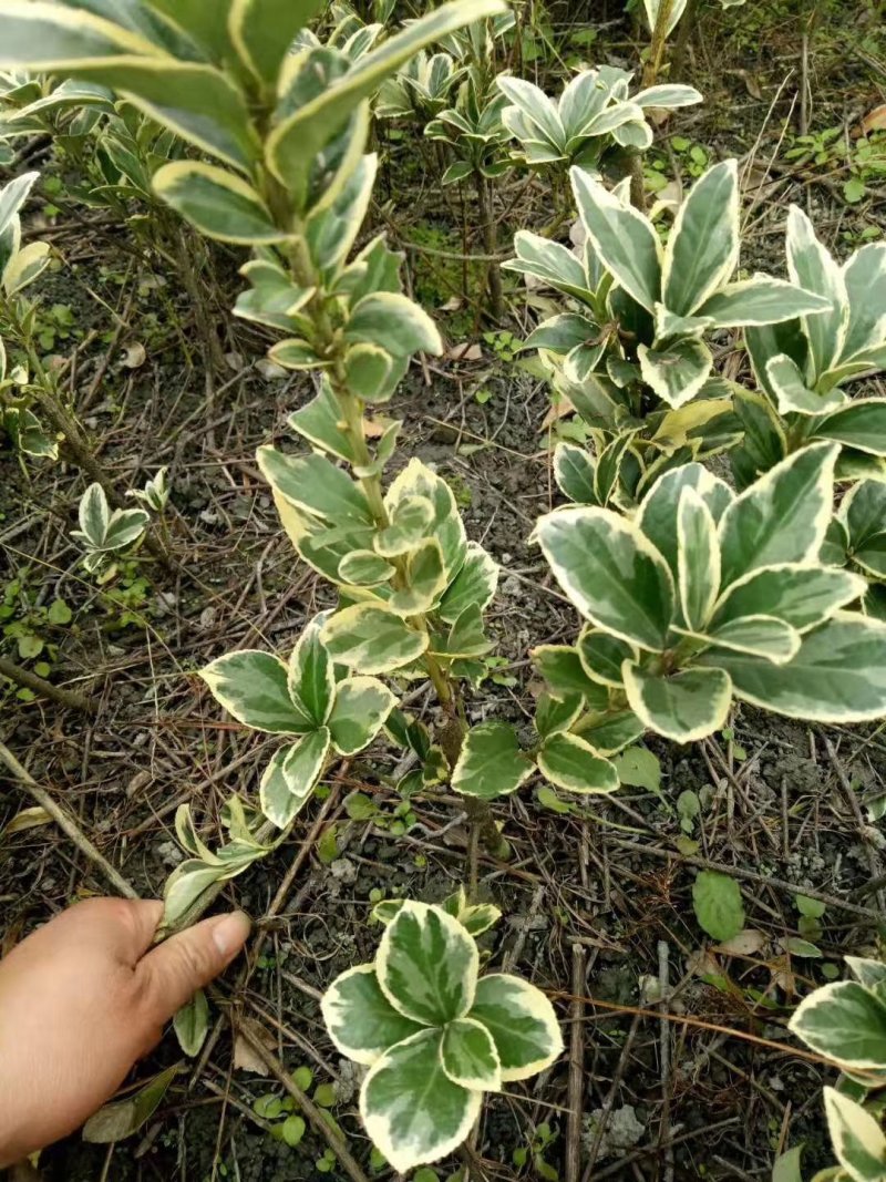金边黄杨，金边万年青，四川金边黄杨基地，成都金边黄杨批发