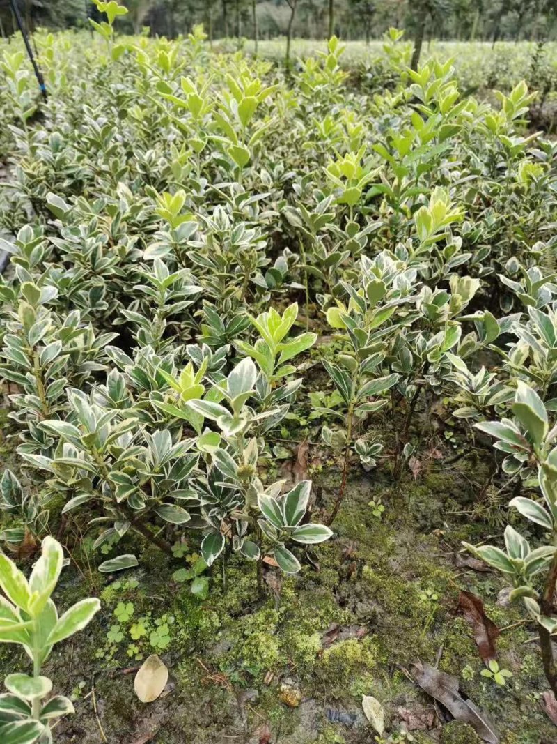 金边黄杨，金边万年青，四川金边黄杨基地，成都金边黄杨批发