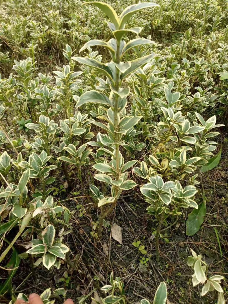 金边黄杨，金边万年青，四川金边黄杨基地，成都金边黄杨批发