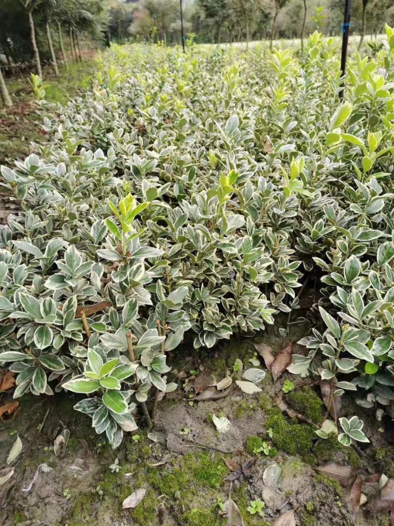 金边黄杨，金边万年青，四川金边黄杨基地，成都金边黄杨批发