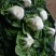 黑心乌5-8公分，黑油菜，黑芍菜，塌地乌菜