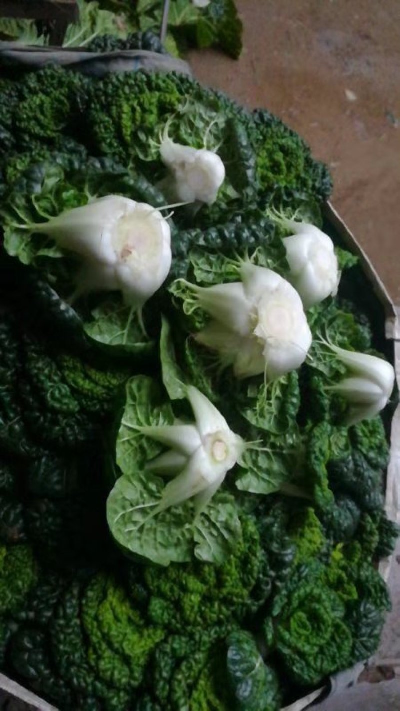 黑心乌5-8公分，黑油菜，黑芍菜，塌地乌菜
