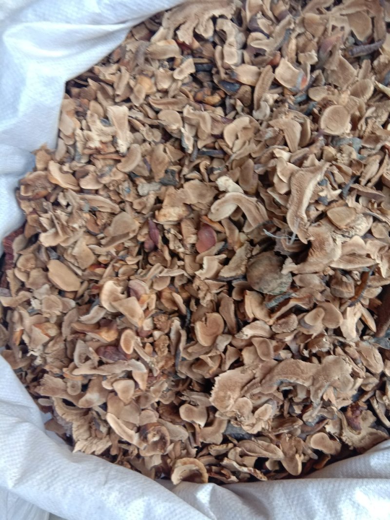 赤灵芝，常年批发供应无硫各种规格赤灵芝