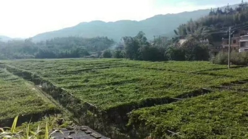 福建新鲜百香果酱百香果肉果酱冷冻百香果汁原浆西番莲10斤
