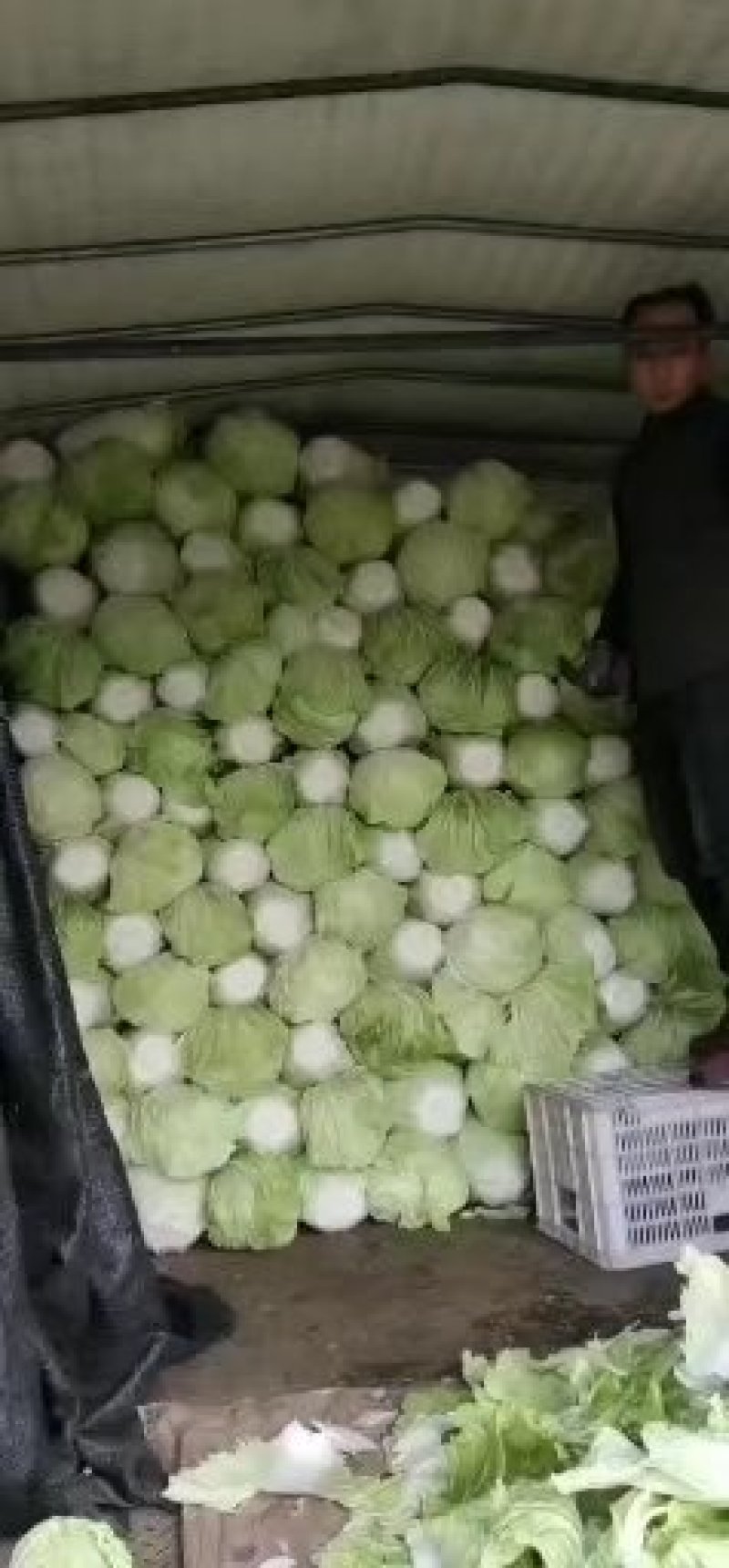 山东省聊城市，精品黄心大白菜每天大量供应