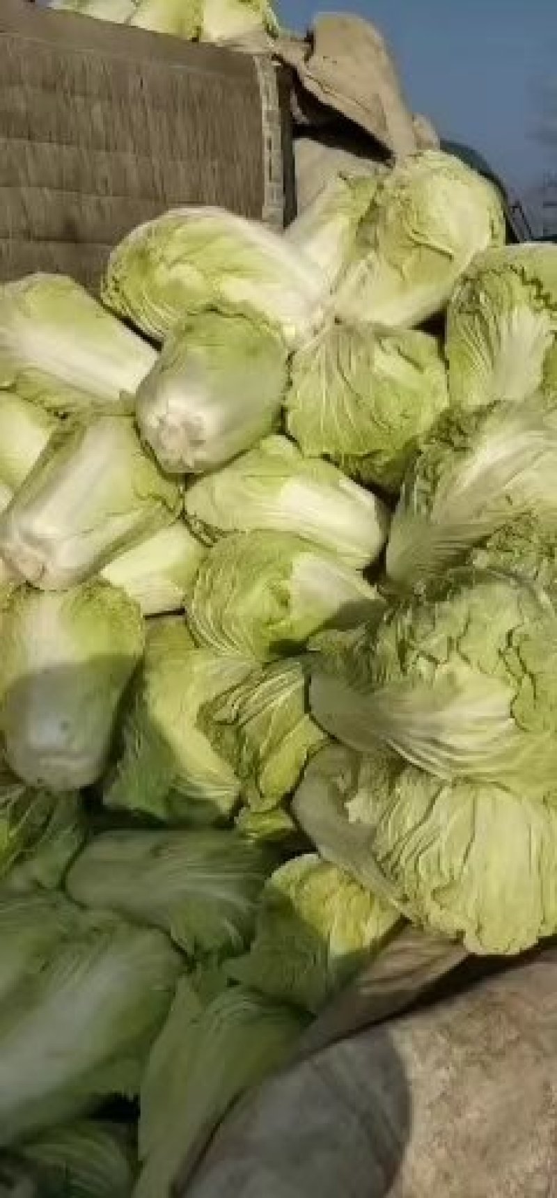 山东省聊城市，精品黄心大白菜每天大量供应