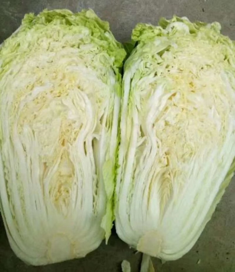 山东省聊城市，精品黄心大白菜每天大量供应