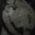 多宝鱼