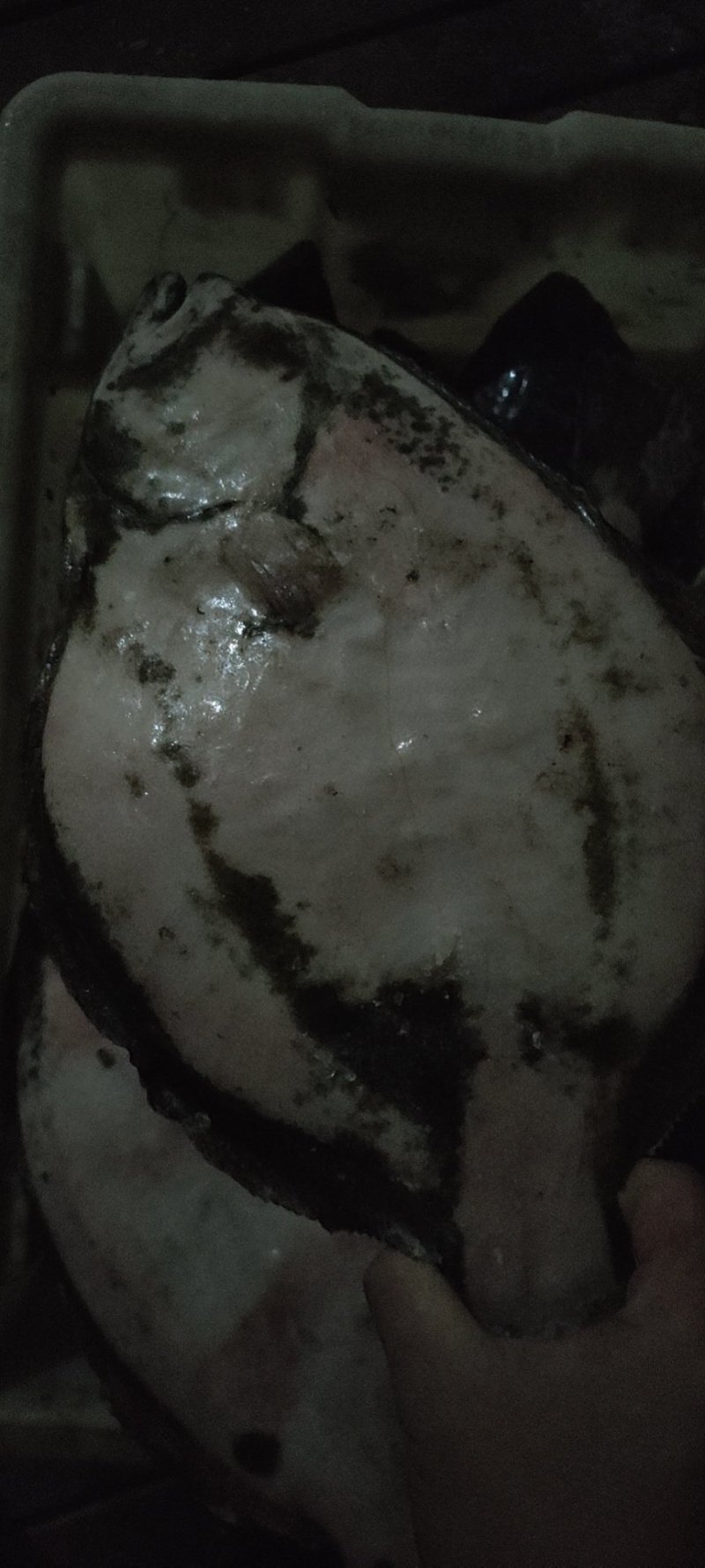 多宝鱼