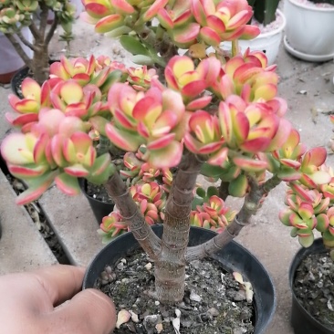 多肉植物，姬花月，三色花月锦
