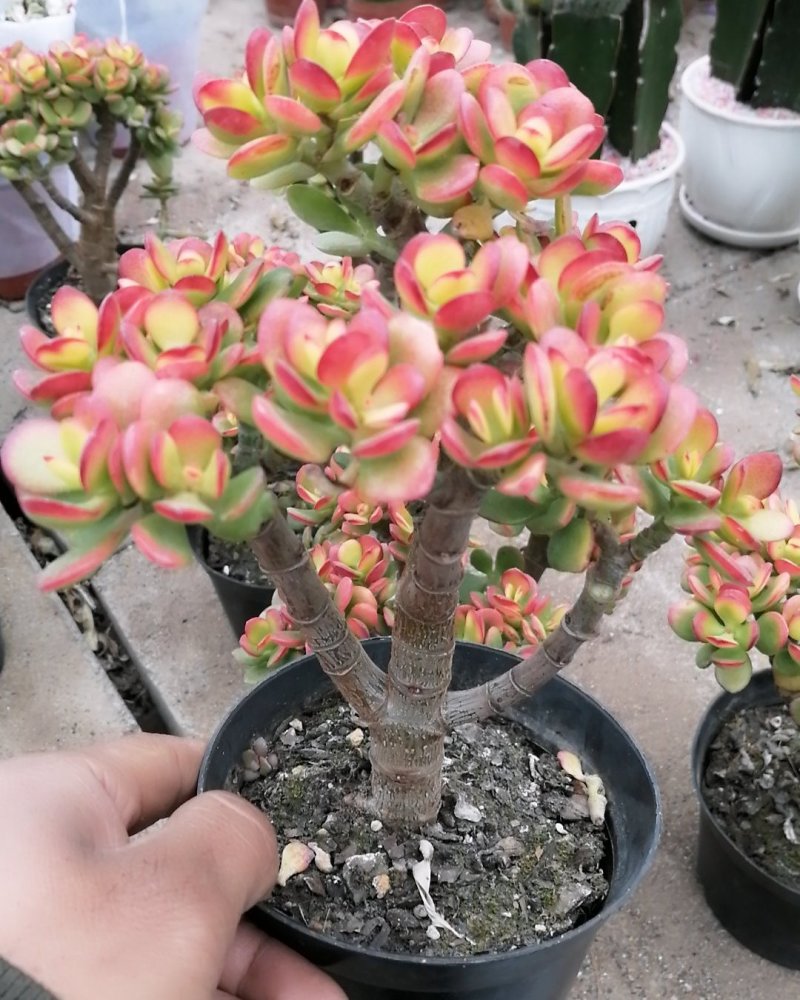 多肉植物，姬花月，三色花月锦