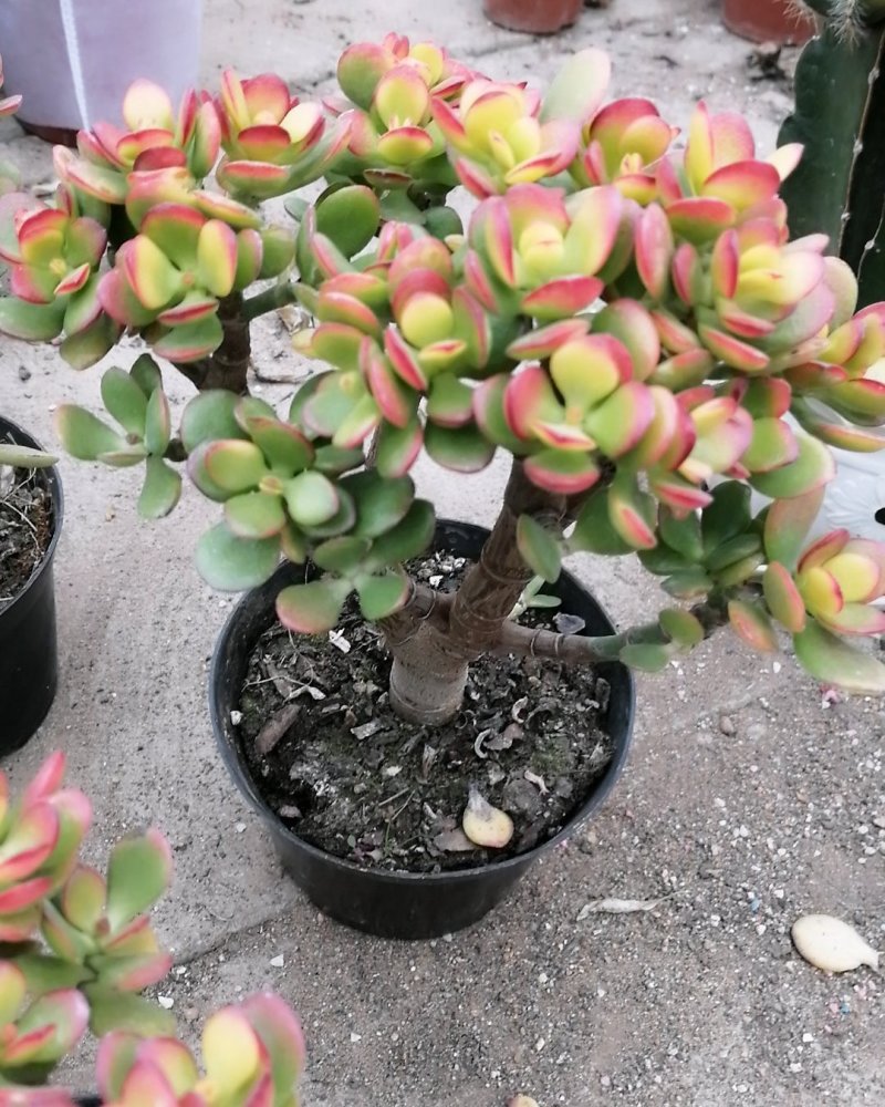 多肉植物，姬花月，三色花月锦