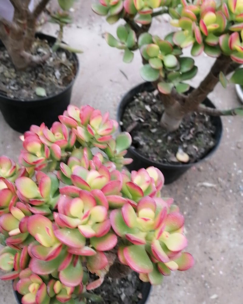 多肉植物，姬花月，三色花月锦