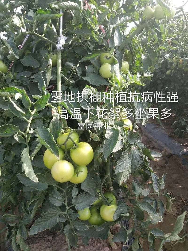 番茄种子露天大叶片口感好高硬度耐裂抗病大田西红柿种子