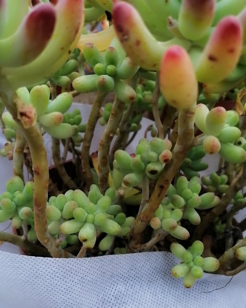 乙女心多肉植物，果冻乙女心老桩多肉多肉植物漂亮。