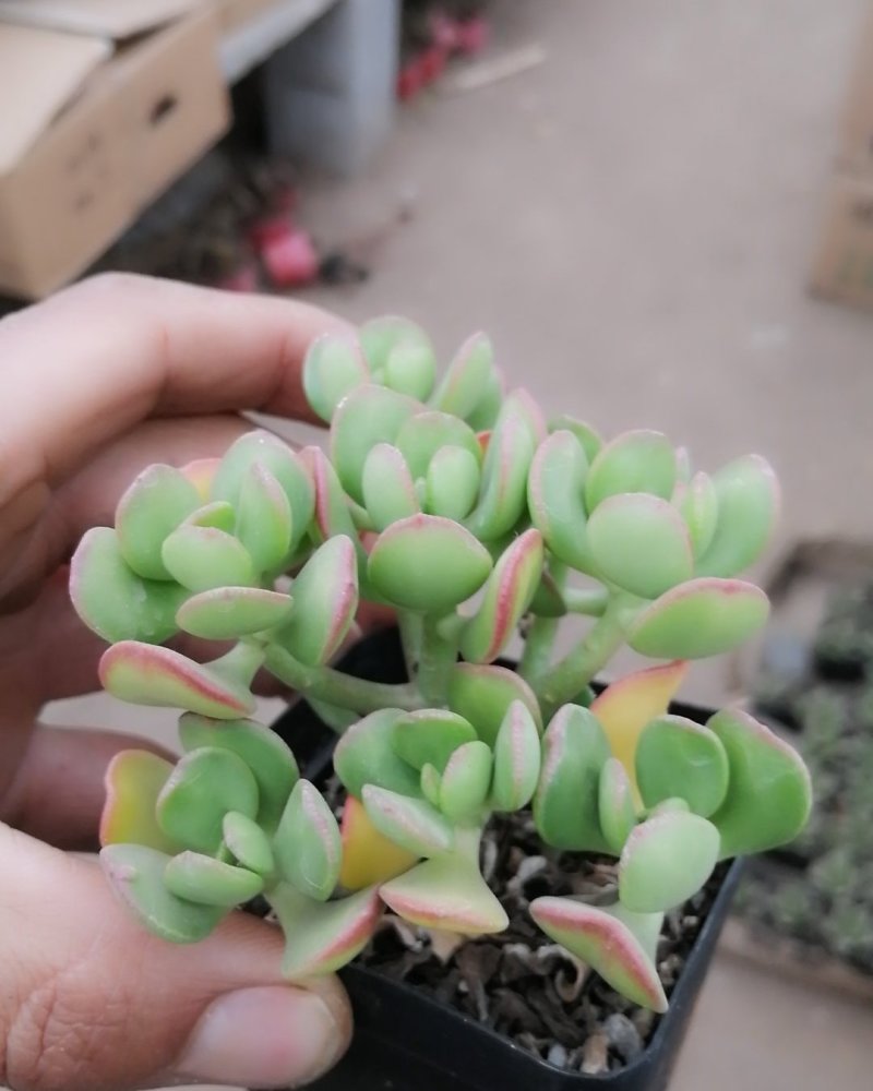 多肉植物，一片心达摩宝珠。卡日松。红背椒草。多肉盆栽