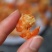 正宗浙江舟山大号海米。大号舟山海米。质量最好的一款海米，