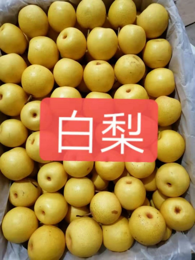 北镇特产白梨口感好包您满意