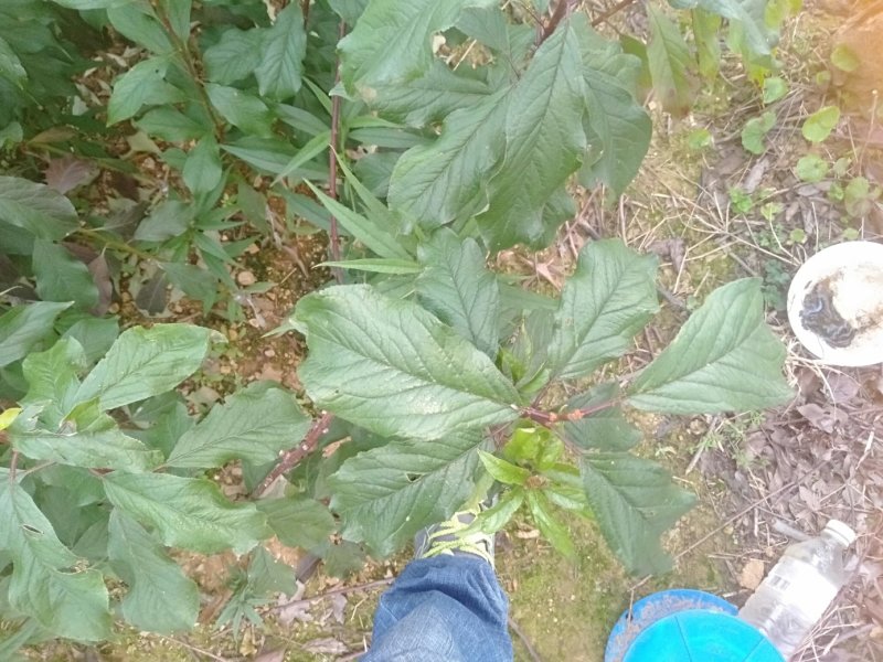 青脆李树苗凤凰李树苗广西桂林5月脆李苗包邮，