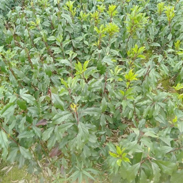 青脆李树苗凤凰李树苗广西桂林5月脆李苗包邮，