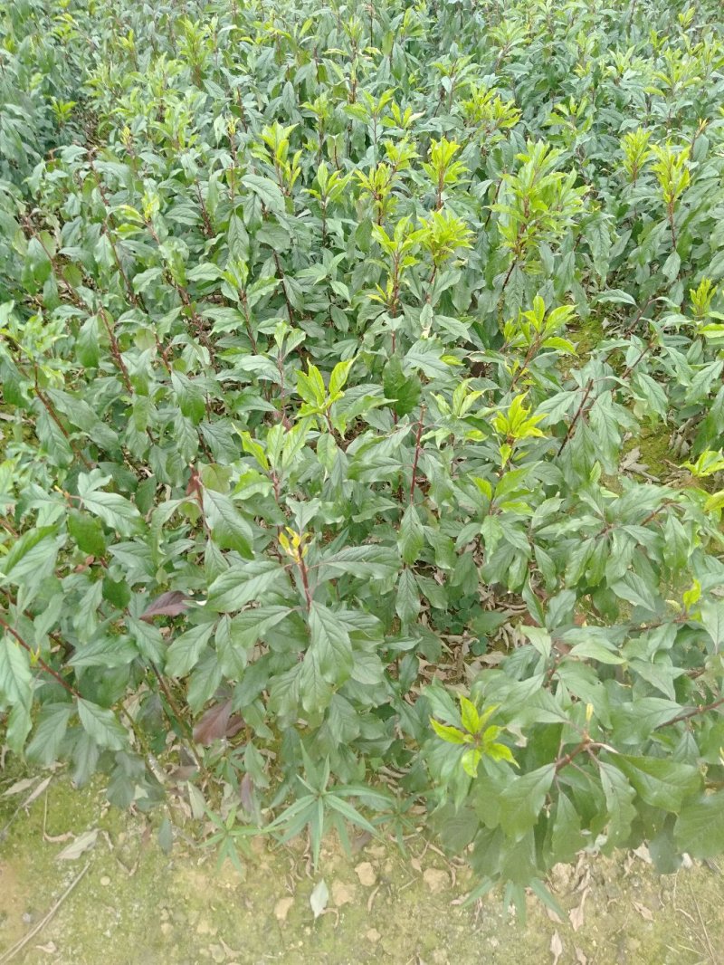青脆李树苗凤凰李树苗广西桂林5月脆李苗包邮，