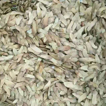 绿化苗木