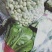精品小白菜，无黄边，无虫眼，商超**，