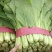 精品小白菜，无黄边，无虫眼，商超**，