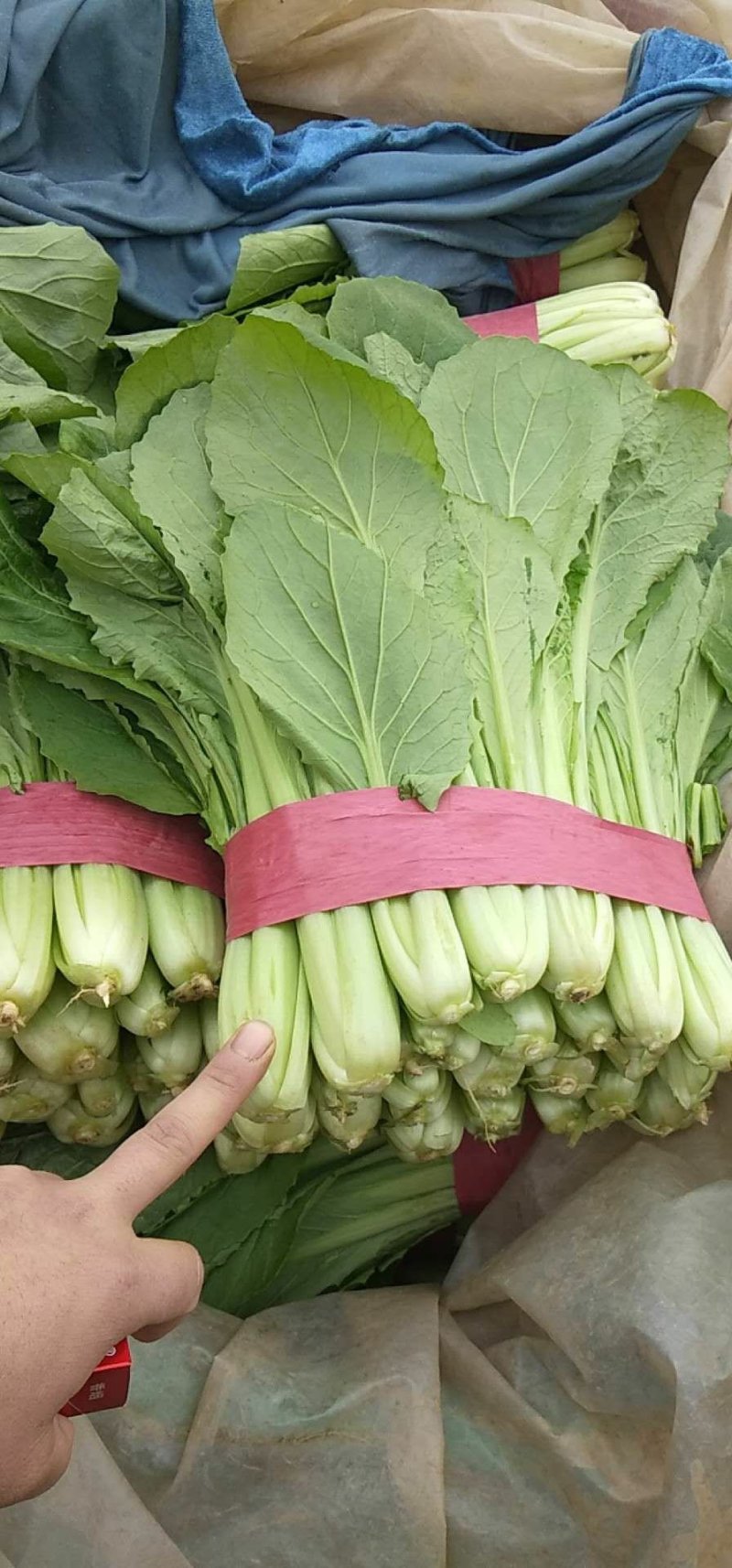 精品小白菜，无黄边，无虫眼，商超**，