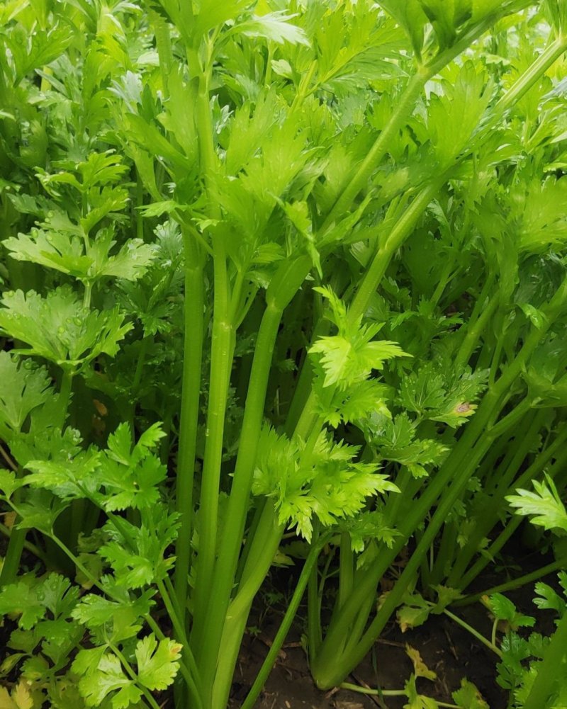 大棚精品法国皇后西芹芹菜，大量上市，产地直销