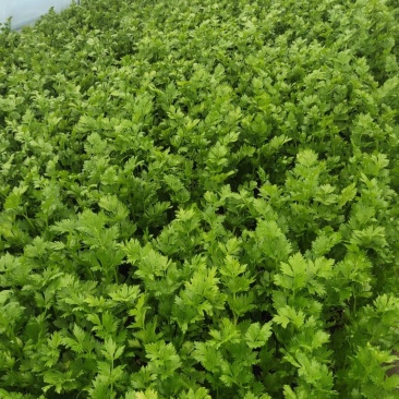 大棚精品法国皇后西芹芹菜，大量上市，产地直销