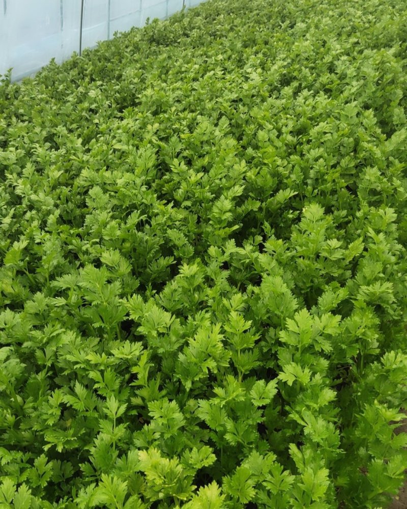 大棚精品法国皇后西芹芹菜，大量上市，产地直销