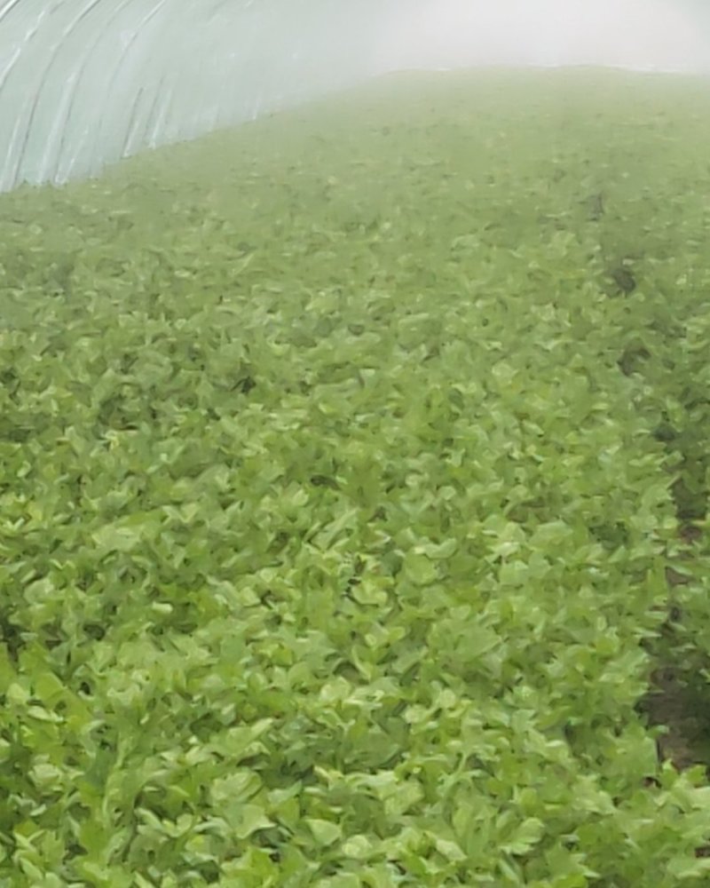 大棚精品法国皇后西芹芹菜，大量上市，产地直销