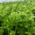 大棚精品法国皇后西芹芹菜，大量上市，产地直销