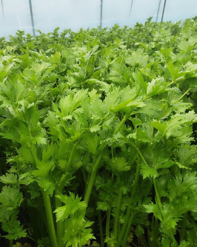 大棚精品法国皇后西芹芹菜，大量上市，产地直销