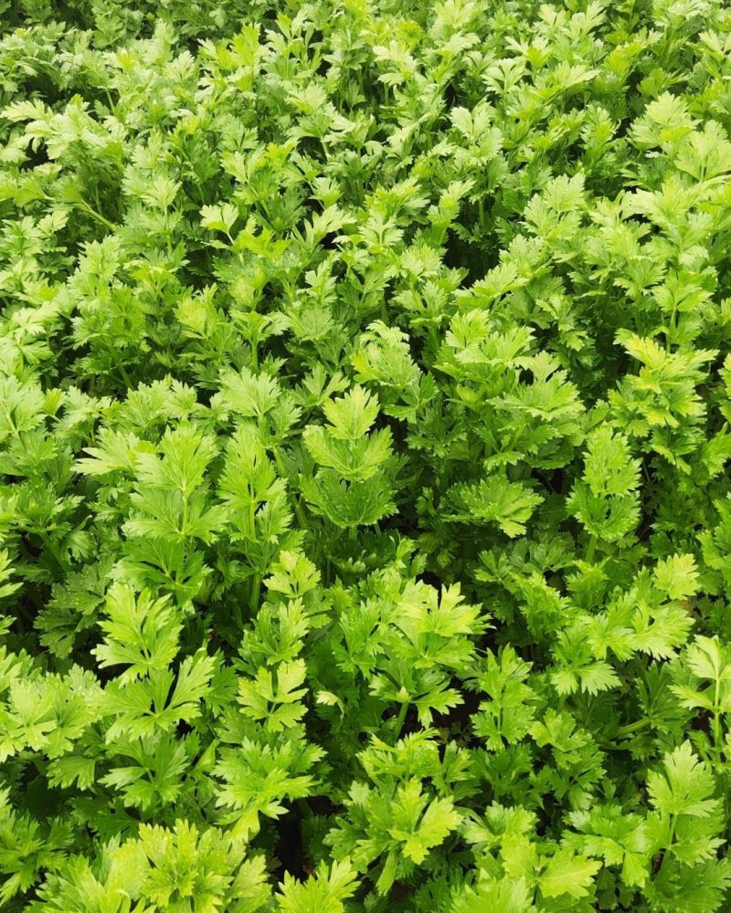 大棚精品法国皇后西芹芹菜，大量上市，产地直销