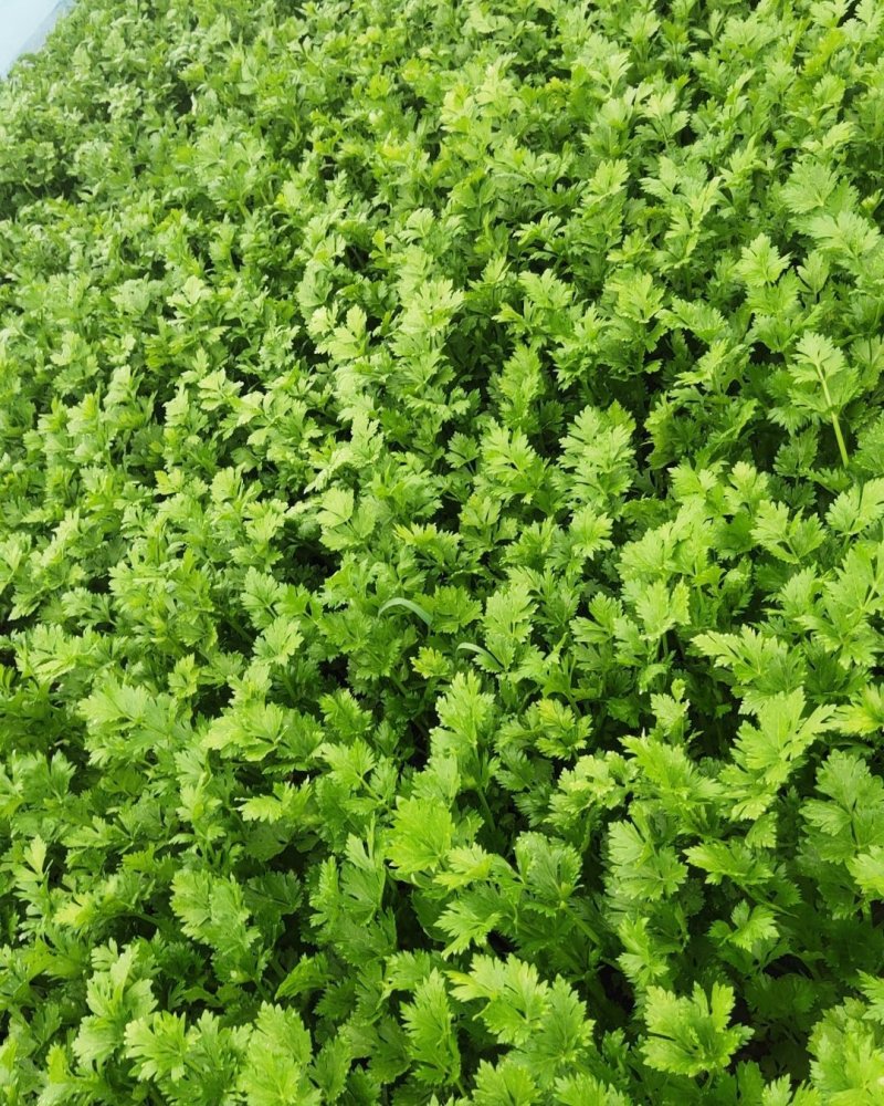 大棚精品法国皇后西芹芹菜，大量上市，产地直销
