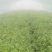 大棚精品法国皇后西芹芹菜，大量上市，产地直销
