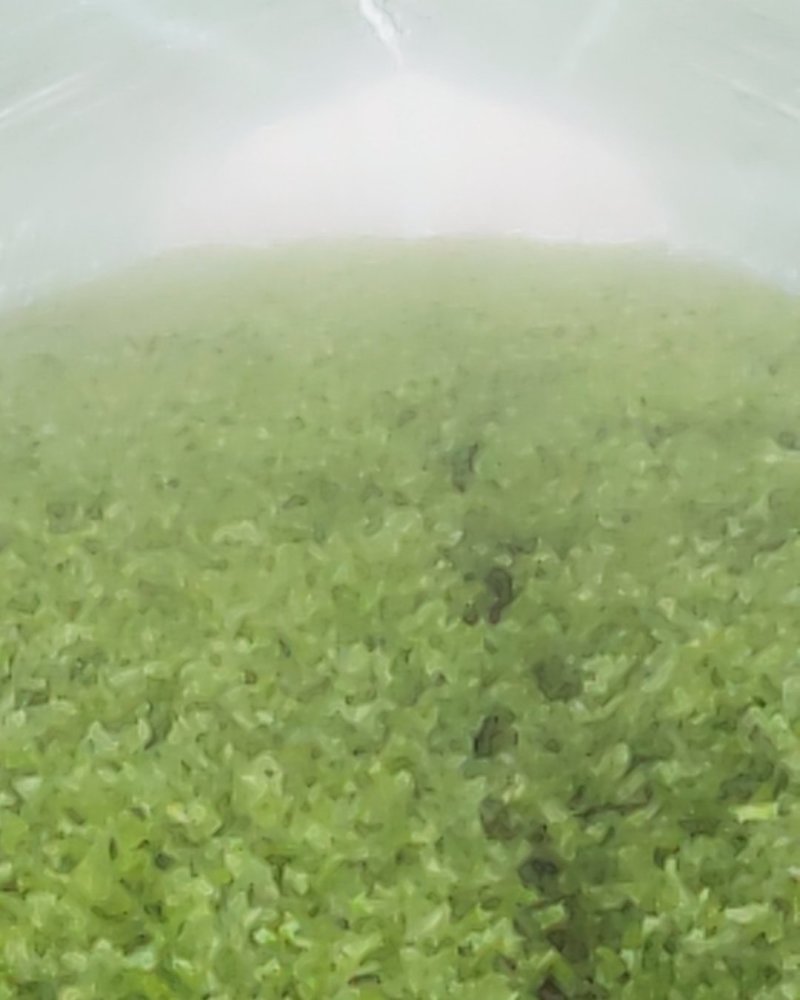大棚精品法国皇后西芹芹菜，大量上市，产地直销