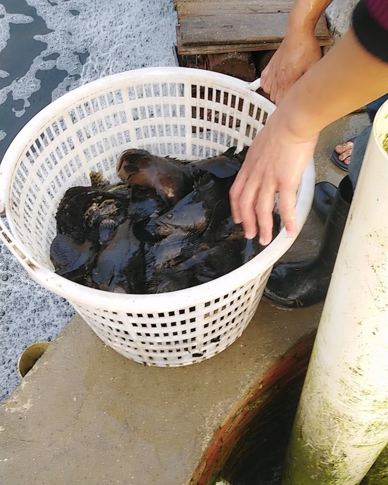 石斑鱼珍珠龙胆石斑鱼龙胆石斑