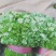 大叶香菜精品香菜无黄叶一手货源价格便宜