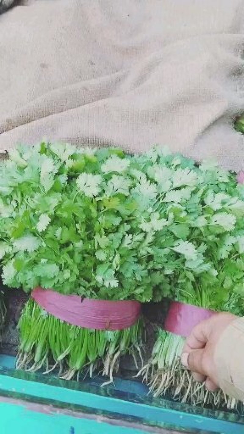 大叶香菜精品香菜无黄叶一手货源价格便宜