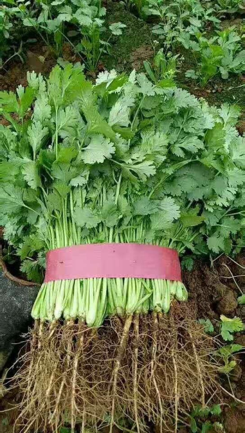 大叶香菜精品香菜无黄叶一手货源价格便宜