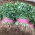 大叶香菜精品香菜无黄叶一手货源价格便宜