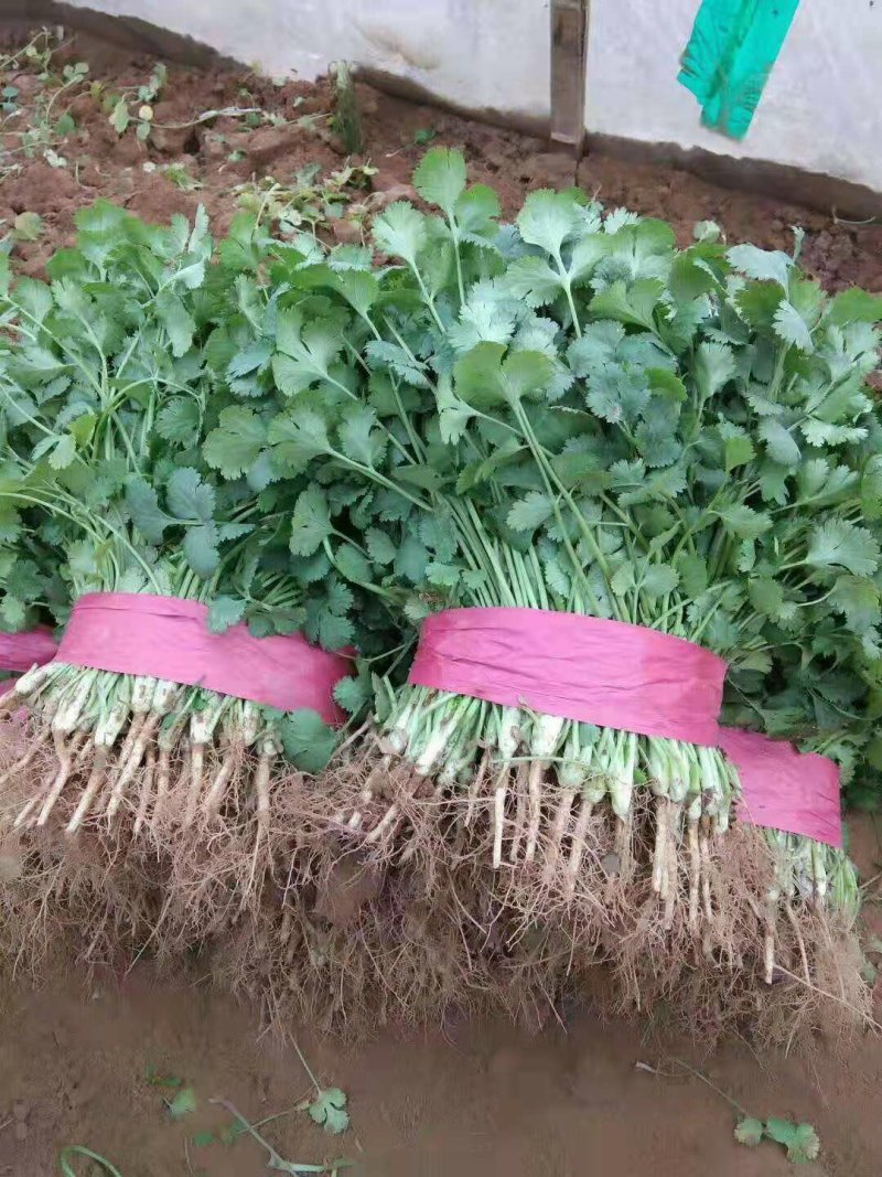 大叶香菜精品香菜无黄叶一手货源价格便宜