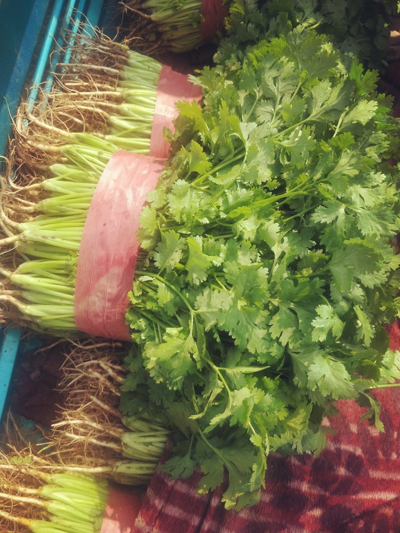 大叶香菜精品香菜无黄叶一手货源价格便宜