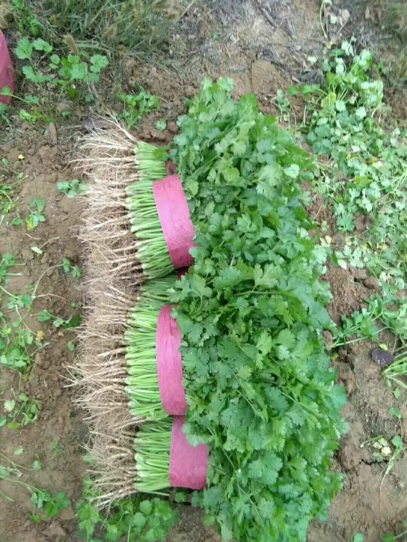 大叶香菜精品香菜无黄叶一手货源价格便宜