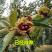 板栗苗树嫁接地栽南方北方种植大红袍当年结果特大板栗树果树